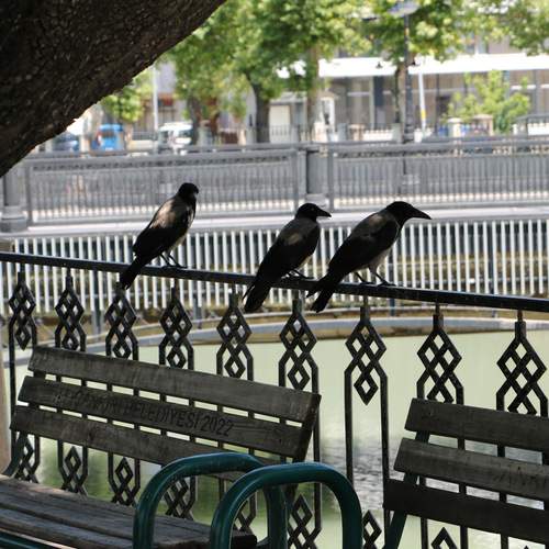 Photo #13690736