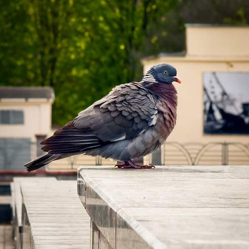 Columba Palumbus
