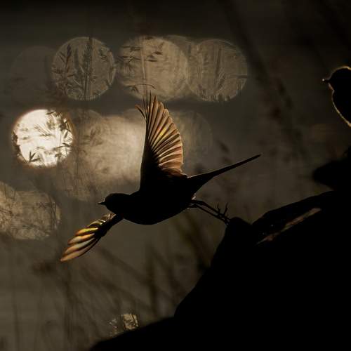 Photo #13690754