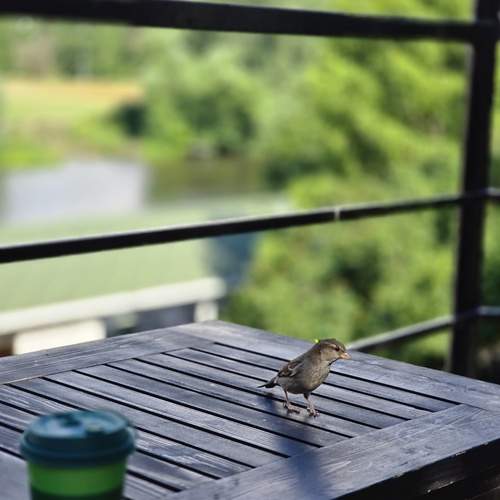 Photo #13690807