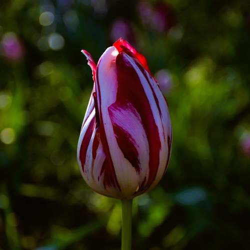 Photo #13690826