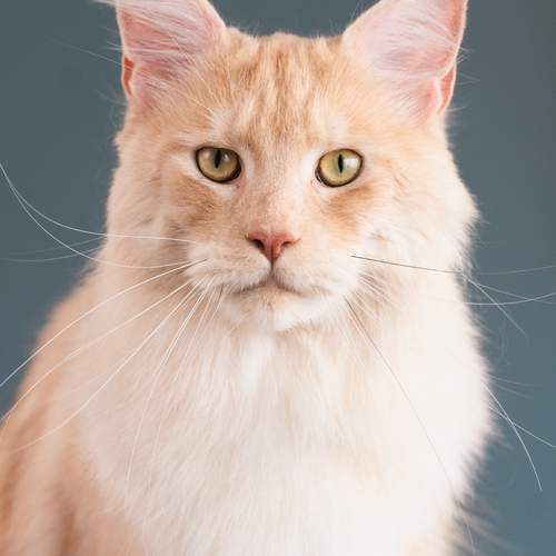 Photo #13690832