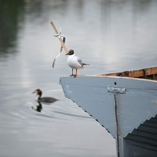Photo #13690857
