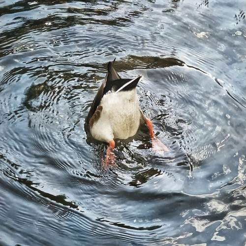 Photo #13690867