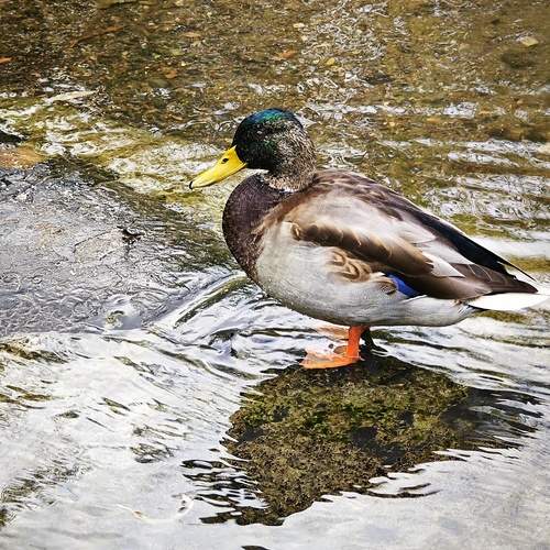 Photo #13690869
