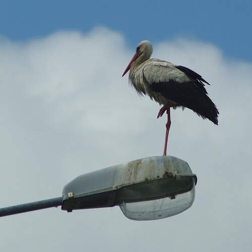 Photo #13690882
