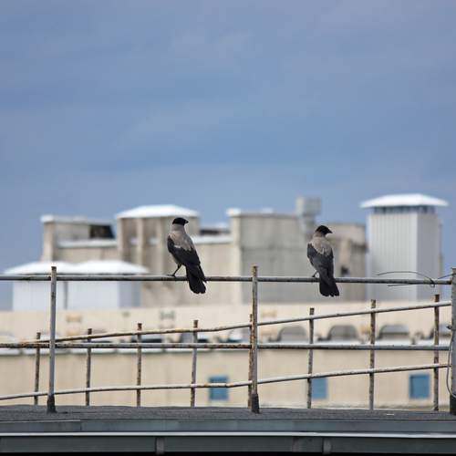 Photo #13690907