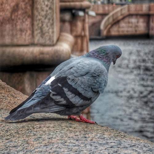 Photo #13690943
