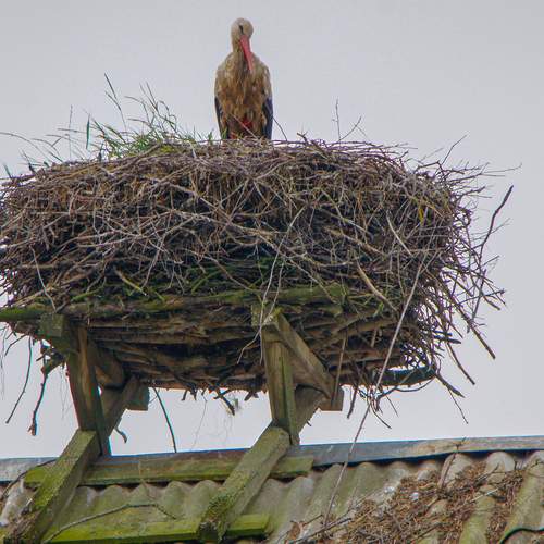 Photo #13690961