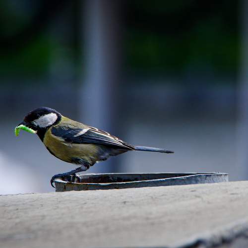 Photo #13690963