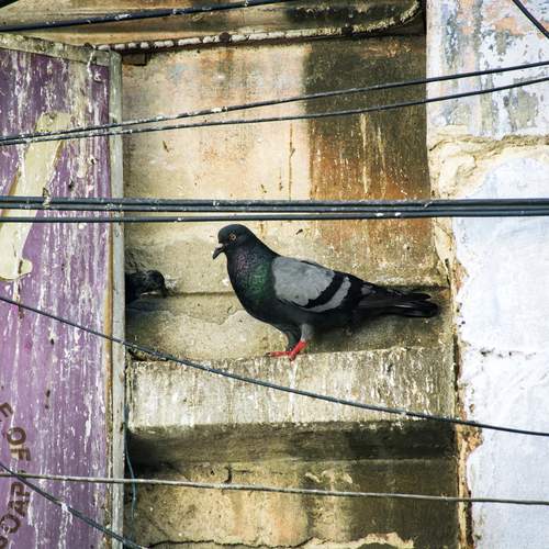 Photo #13691010