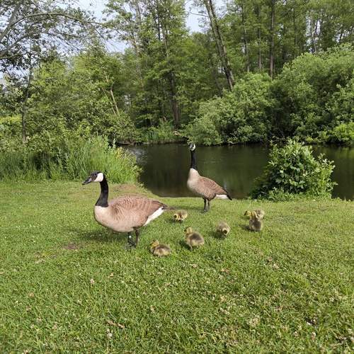Photo #13691045