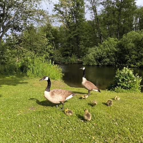 Photo #13691046