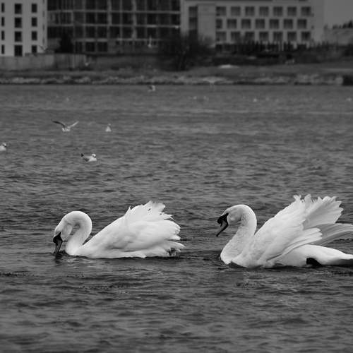 Photo #13691088