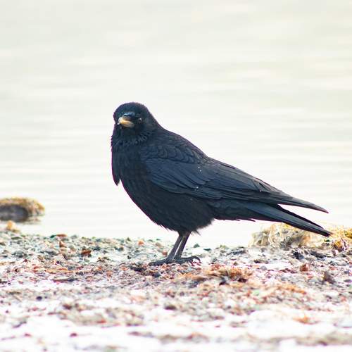 Photo #13691094