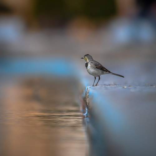 Photo #13691096