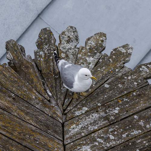 Photo #13691111