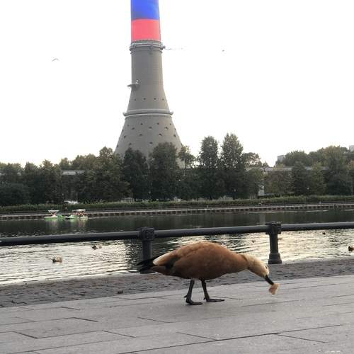 Photo #13691115