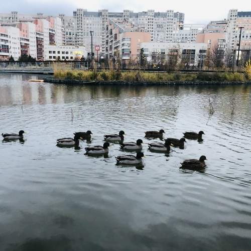 Photo #13691116
