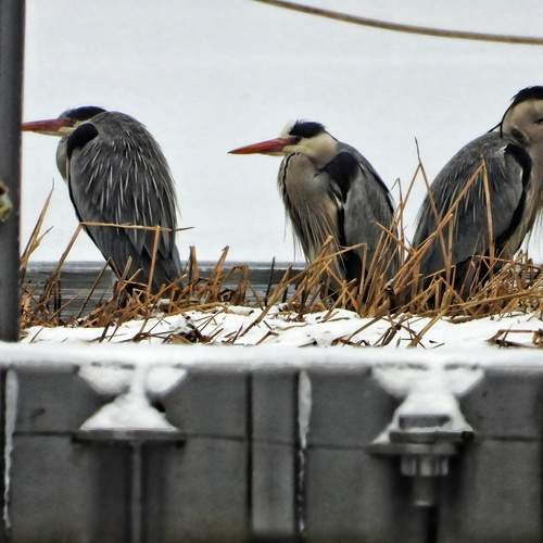 Photo #13691124