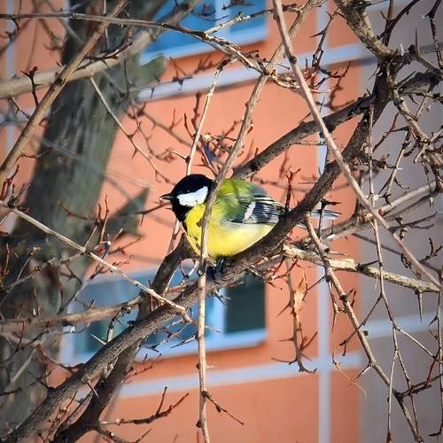 Photo #13691208