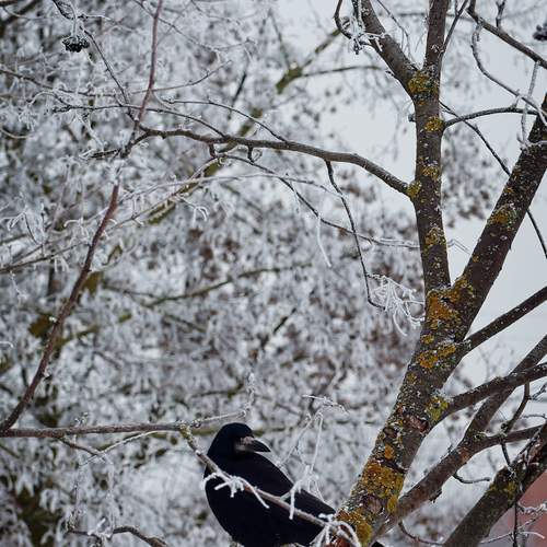 Photo #13691271