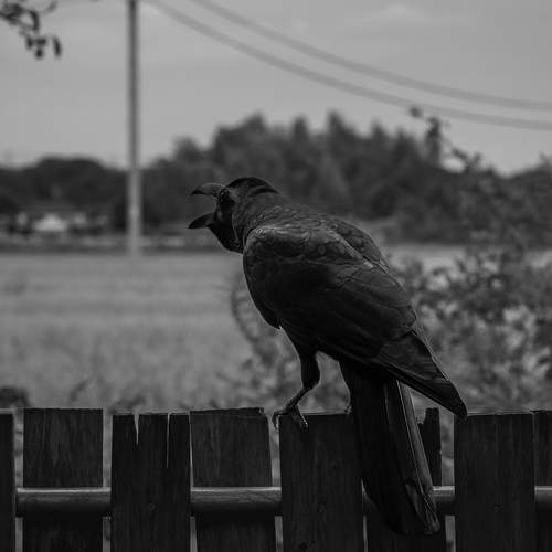 Photo #13691279