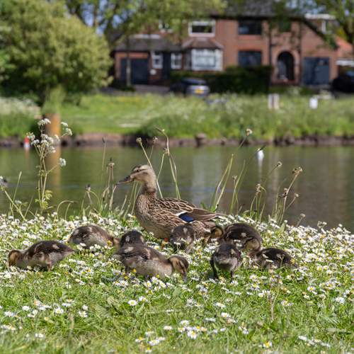 Photo #13691308