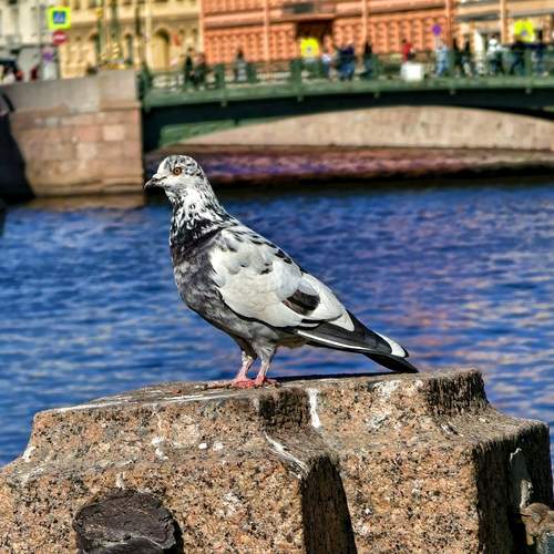 Photo #13691314
