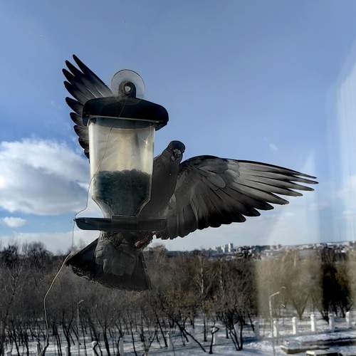 Photo #13691419