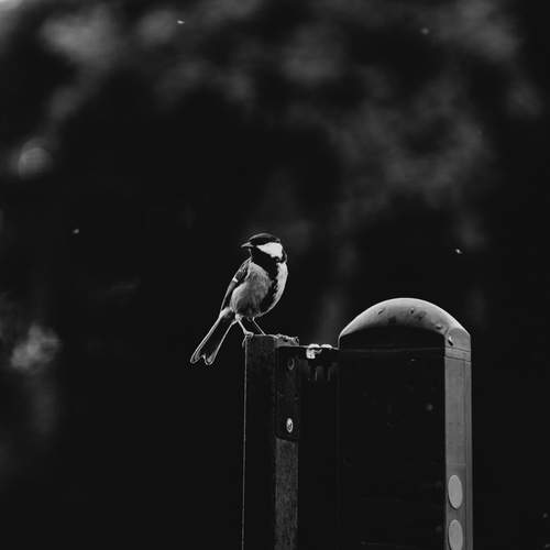 Photo #13691426