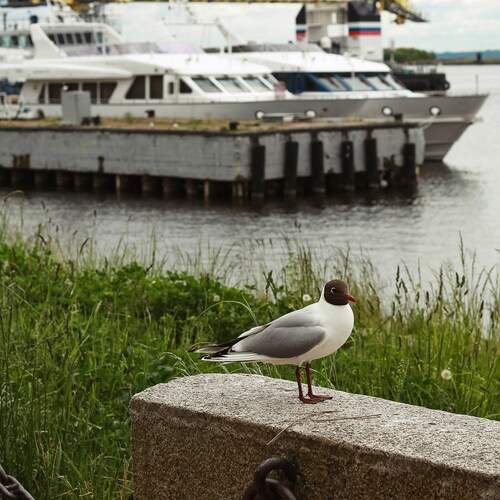 Photo #13691451