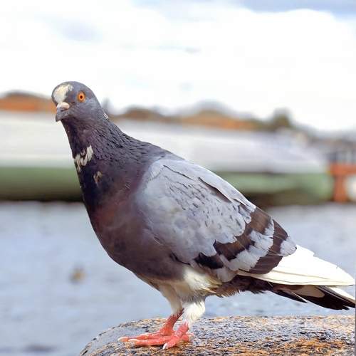 Photo #13691606