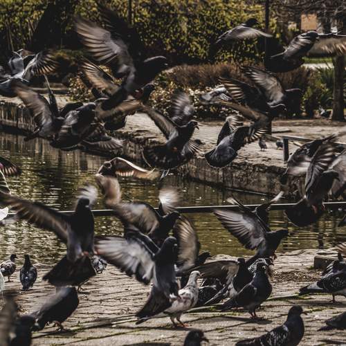 Photo #13691638