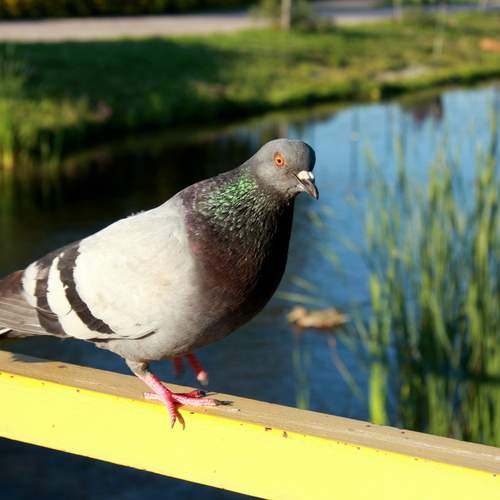 Photo #13691784
