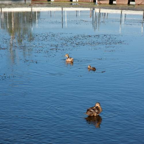 Photo #13691787