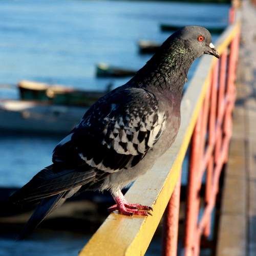 Photo #13691792