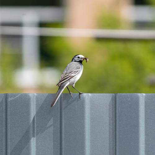 Photo #13691817