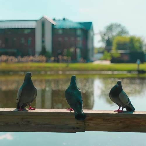 Photo #13691913