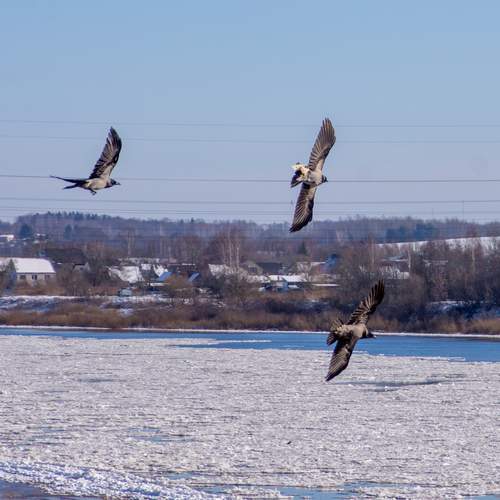 Photo #13691976