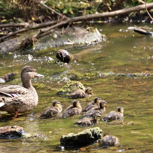 Photo #13691984
