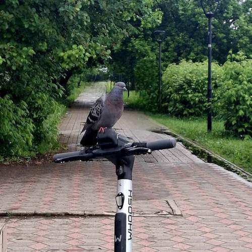 Photo #13691989