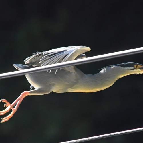 Photo #13692024