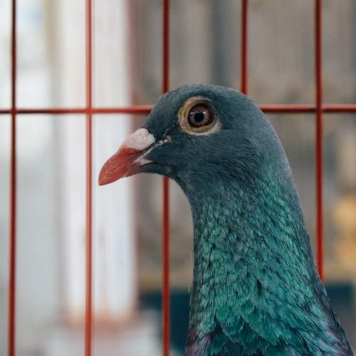 Photo #13692072
