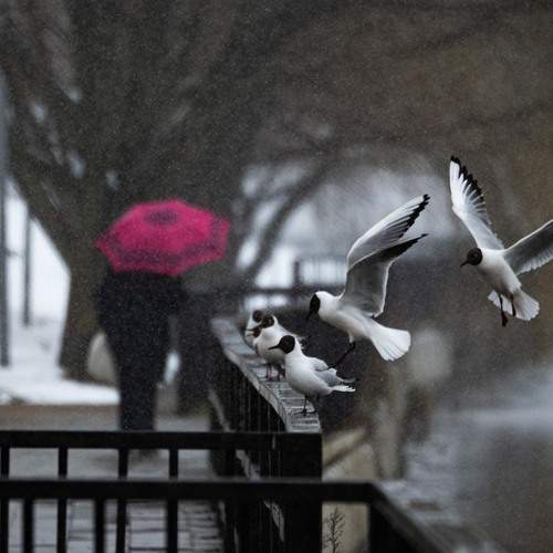 Photo #13692081