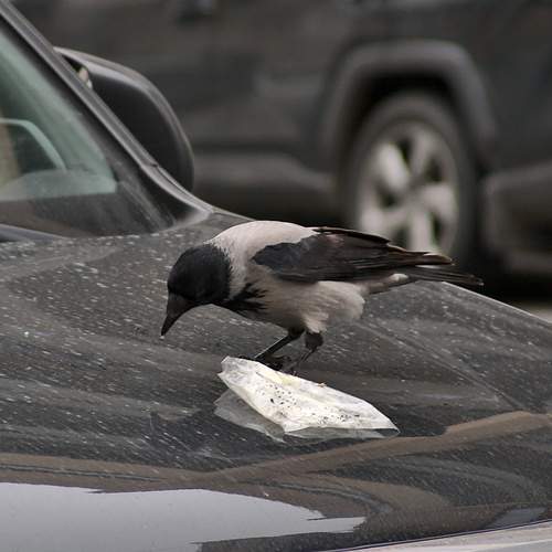 Photo #13692256