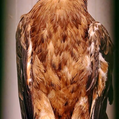 Photo #13692269