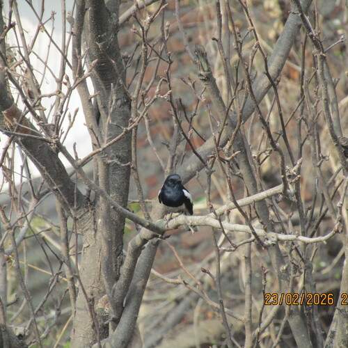 Photo #13692357