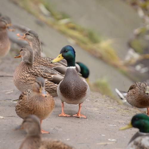 Photo #13692429
