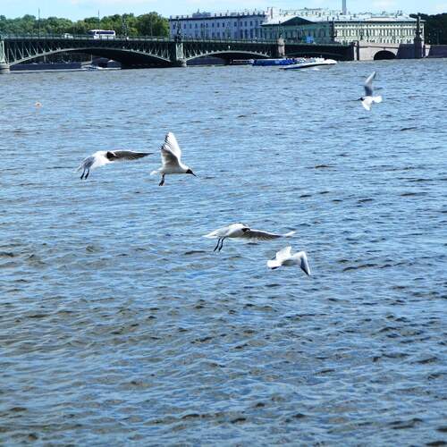 Photo #13692437